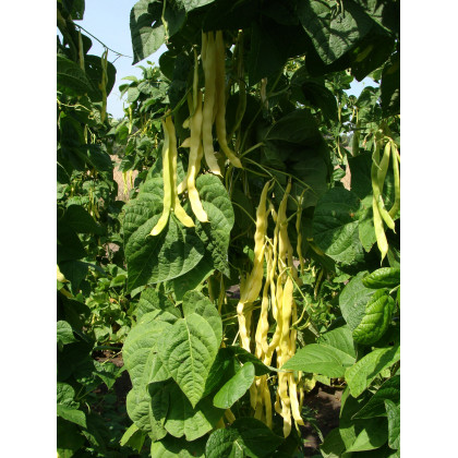 Fazuľa popínavá Goldmarie - Phaseolus vulgaris - semienka - 15 ks