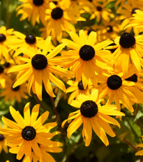 Rudbekia okázalá Speciosa - Rudbeckia speciosa - voľnokorenné sadenice rudbekie - 1 ks