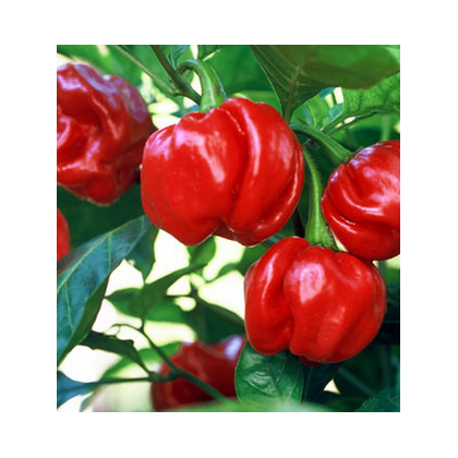 Chilli Trinidad - semiačka Chilli - papričky - 6 ks