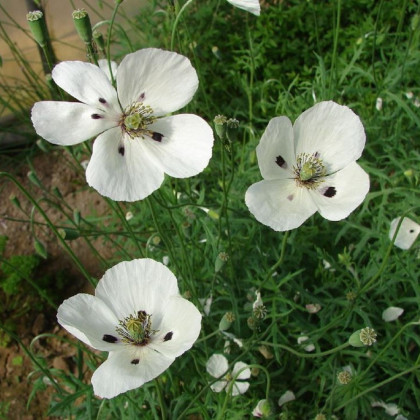 Mak bielokvetý - Papaver maculosum - predaj semien - 100 ks