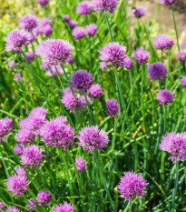 Pažítka pobrežná Splendidus - Allium schoenoprassum - predaj semien - 200 ks