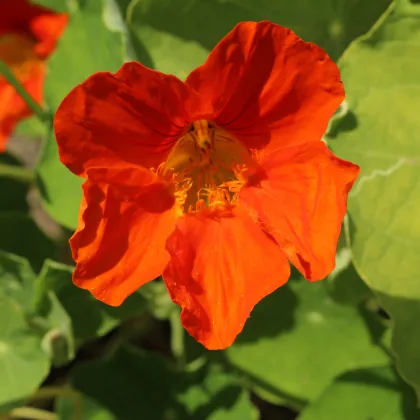 Kapucínka Jewel Cherry Rose - Tropaeolum Minus - predaj semien - 10 ks