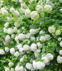 Kalina obyčajná - Viburnum opulus - semienka - 5 ks