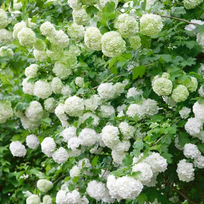 Kalina obyčajná - Viburnum opulus - semienka - 5 ks