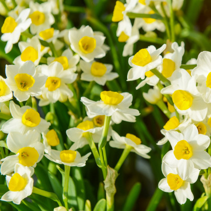 Narcis Avalanche - Narcissus - predaj cibuľovín - 3 ks