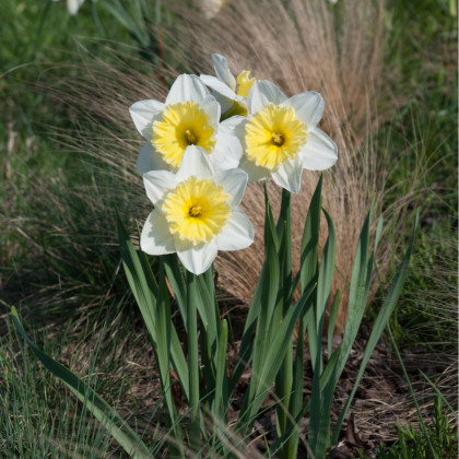Narcis Ice Follies - Narcissus L. - predaj cibuľovín - 3 ks
