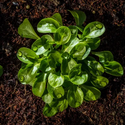 Bio Valeriánka poľná Vít - Valerianella locusta - predaj bio semien - 100 ks