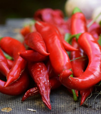 Chilli Kajenské korenie Extra tenké - Capsicum annuum - predaj semien - 7 ks