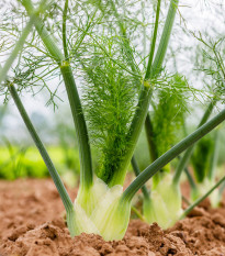 Bio Fenikel buľvový Selma - Foeniculum vulgare - predaj bio semien - 50 ks