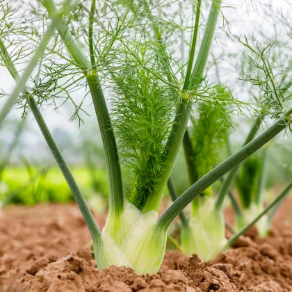 Bio Fenikel buľvový Selma - Foeniculum vulgare - predaj bio semien - 50 ks