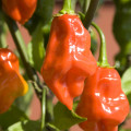 Chilli Habanero oranžové - Capsicum chinense - predaj semien - 6 ks