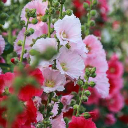 Topoľovka plnokvetá Chaters mix farieb - Alcea rosea - predaj semien - 12 ks
