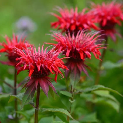 Monarda dvojdomá - Monarda didyma - semienka monardy - 30 ks