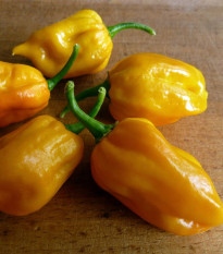 Chilli Habanero - Capsicum annuum - predaj semien - 6 ks