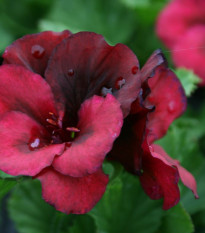 Muškát pásikavý F1 Black Velvet Violet - Pelargonium zonale - semienka - 6 ks