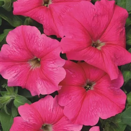 Petúnia mnohokvetá Rita F1 - Petunia hybrida - predaj semien - 30 ks