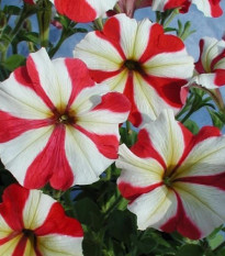 Petúnia mnohokvetá Henrietta F1 - Petunia hybrida - predaj semien - 30 ks