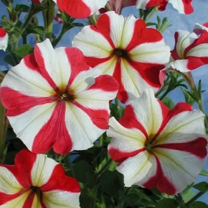 Petúnia mnohokvetá Henrietta F1 - Petunia hybrida - predaj semien - 30 ks