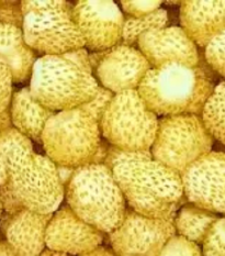 Jahoda mesačná Yellow Wonder - Fragaria vesca - semienka - 0,1 g