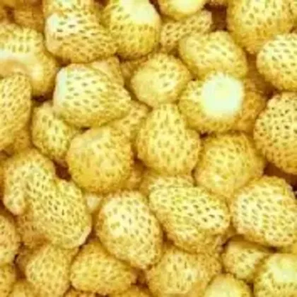 Jahoda mesačná Yellow Wonder - Fragaria vesca - semienka - 0,1 g