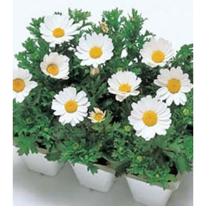 Margaréta balkónová Snowland - Chrysanthemum paludosum - predaj semien - 50 ks
