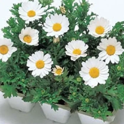 Margaréta balkónová Snowland - Chrysanthemum paludosum - predaj semien - 50 ks