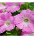 Petúnia Rosy Velvet F1 - Petunia hybrida nana - predaj semien - 12 ks