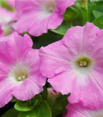 Petúnia Rosy Velvet F1 - Petunia hybrida nana - predaj semien - 12 ks