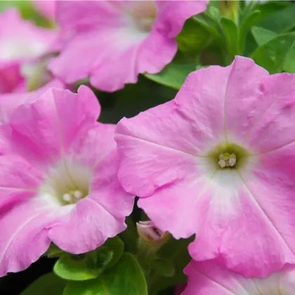 Petúnia Rosy Velvet F1 - Petunia hybrida nana - predaj semien - 12 ks