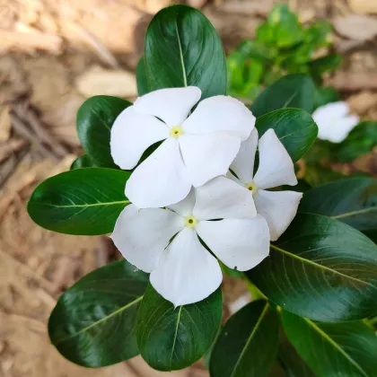 Katarant White F1 - Catharanthus - predaj semien - 30 ks