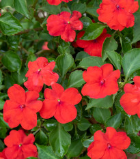 Katarant Red F1 - Catharanthus - predaj semien - 30 ks