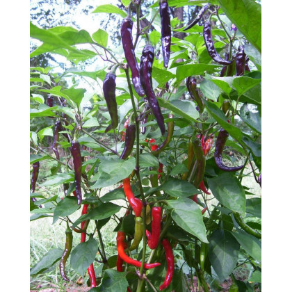 Chilli Kajenské korenie purple - Capsicum annuum - predaj semien - 8 ks