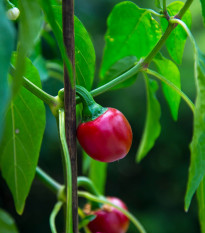 Chilli Cherry Bomb - Capsicum annuum - predaj semien - 6 ks