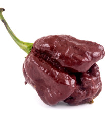 Chilli Trinidad Scorpion Moruga Chocolate - Capsicum chinense - predaj semien - 5 ks