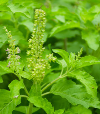 Bazalka indická Tulsi - Ocimum tenuiflorum - semiačka - 50 ks