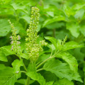 Bazalka indická Tulsi - Ocimum tenuiflorum - semiačka - 50 ks