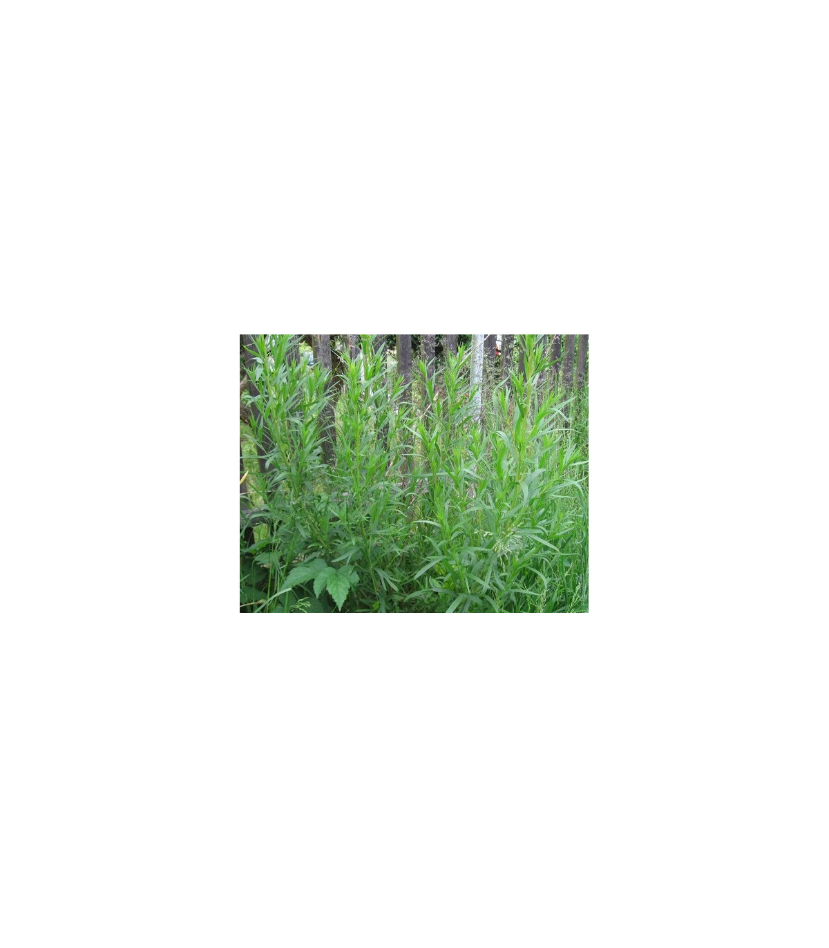 Bio Palina dračia - Artemisia dracunculus - bio semiačka - 0,1 g