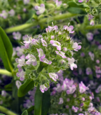 Saturejka záhradná - Satureja hortensis - semiačka - 300 ks