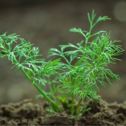 Bio kôpor voňavý Hera - Anethum graveolens - predaj bio semien - 400 ks