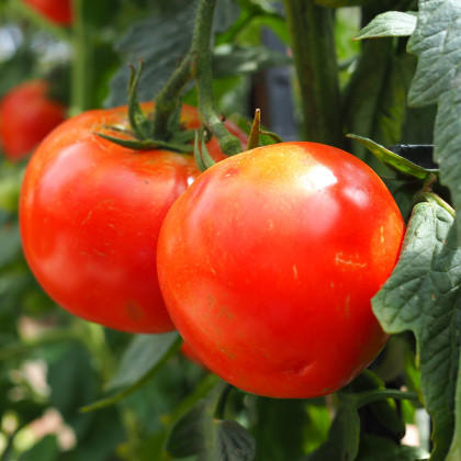 Paradajka kolíková F1 Hamlet - Solanum lycopersicum - Semená rajčiaka - 6 ks