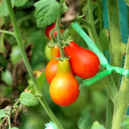 Paradajka Červená hruška - Solanum lycopersicum - Semená rajčiaka - 7 ks