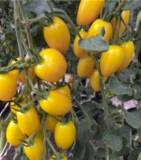 Paradajka Tom Yellow - Solanum lycopersicum - Semená previsnutých rajčiakov - 8 ks