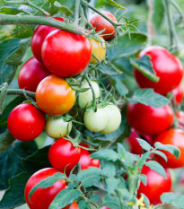 Paradajka balkónová kríčková - Balkonstar - Solanum lycopersicum - Semená rajčiaka - 10 ks