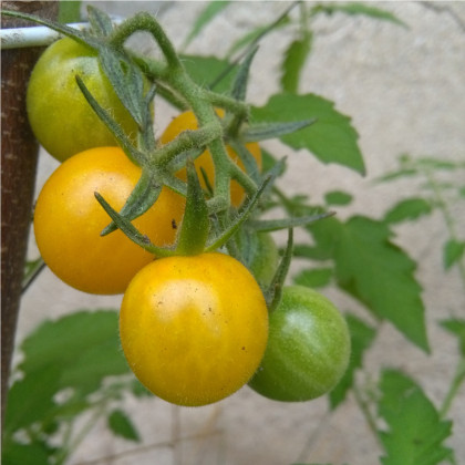 Paradajka ríbezľová Gold Rush - Žltá - Solanum pimpinellifolium - Osivo divokých rajčiakov - 6 ks