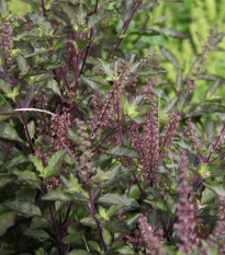 Bazalka posvätná červená - Ocimum tenuiflorum - Holy red Basil - semiačka - 30 ks