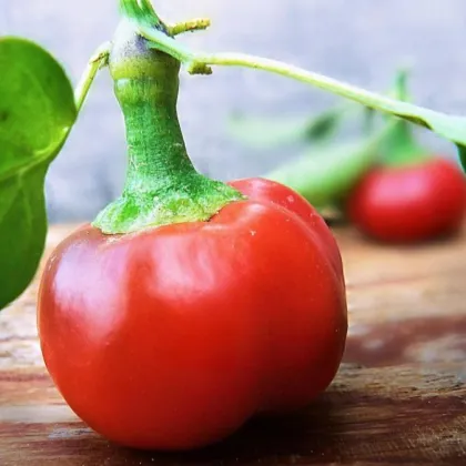 Chilli Large Red Cherry Hot - Capsicum annuum - semienka - 7 ks