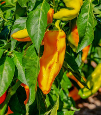 Paprika oranžová Ornela - Capsicum annuum - semienka - 50 ks