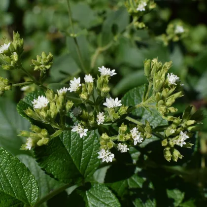 Bio stévia sladká - Stevia rebaudiana - bio predaj semien - 12 ks