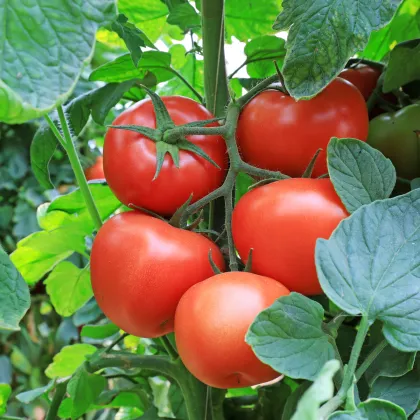 Paradajka Tornado F1 - Solanum lycopersicum - Semená rajčiaka - 20 ks