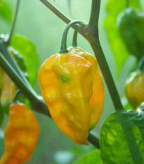 Chilli Habanero Lemon - Capsicum chinense - semienka - 10 ks